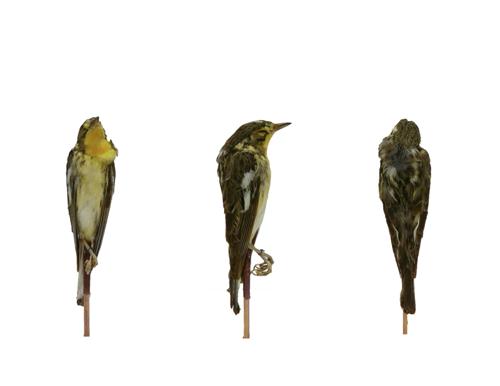 Blackburnian Warbler